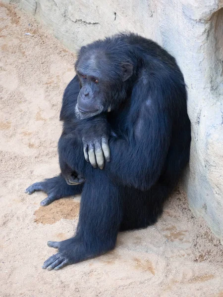 Ausgewachsener Schimpanse Sitzt Auf Dem Boden — Stockfoto