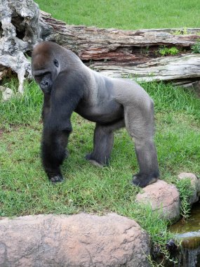 Batı ova gorilleri çimlerin üzerinde yürüyor