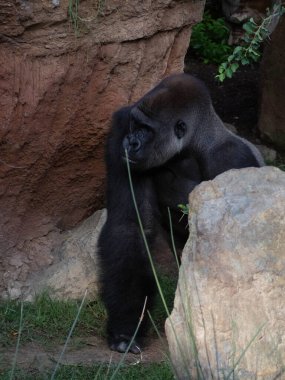 Batı ova gorili kayanın üzerinde oturuyor.