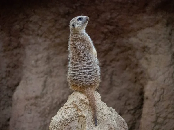 Attente Meerkat Een Berg Aarde — Stockfoto