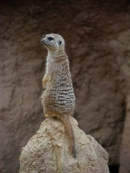 注意土堆上的Meerkat — 图库照片