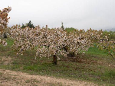Baharda Malaga 'nın Alfarnatif kentinde çiçek açan kiraz ağaçlarıyla tarlaların manzarası