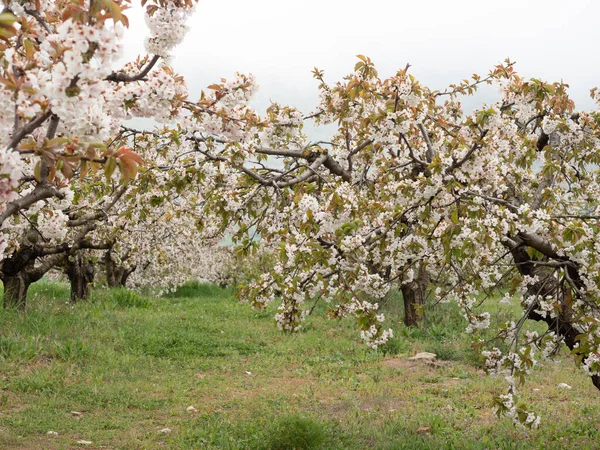 Krajobraz Pól Wiśniami Okresie Kwitnienia Wiosną Miejscowości Alfarnate Maladze — Zdjęcie stockowe