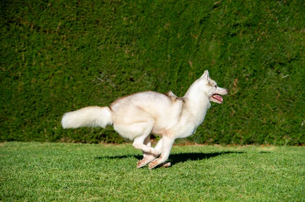 Syberyjski Pies Husky Biegnie Szczęśliwy Trawie — Zdjęcie stockowe
