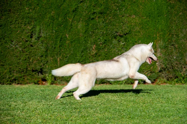 Σιβηρίας Husky Σκυλί Τρέχει Χαρούμενος Στο Γρασίδι — Φωτογραφία Αρχείου