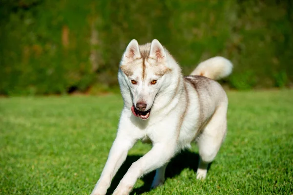 Szibériai Husky Kutya Fut Boldogan Füvön — Stock Fotó