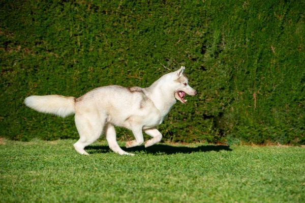 Σιβηρίας Husky Σκυλί Τρέχει Χαρούμενος Στο Γρασίδι — Φωτογραφία Αρχείου