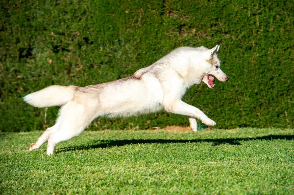 Siberiano Perro Husky Corriendo Feliz Hierba —  Fotos de Stock