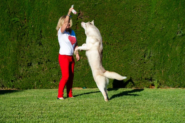 Зрелая Блондинка Играющая Сибирской Хаски Собакой Траве — стоковое фото