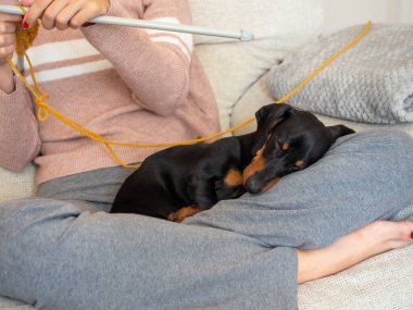 Dachshund cinsinin köpeği kanepede oturmuş örgü ören genç bir kadının bacaklarında uyuyor.