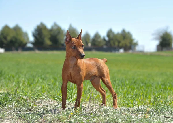 Kahverengi minyatür çimlerin üzerinde çimenlik.