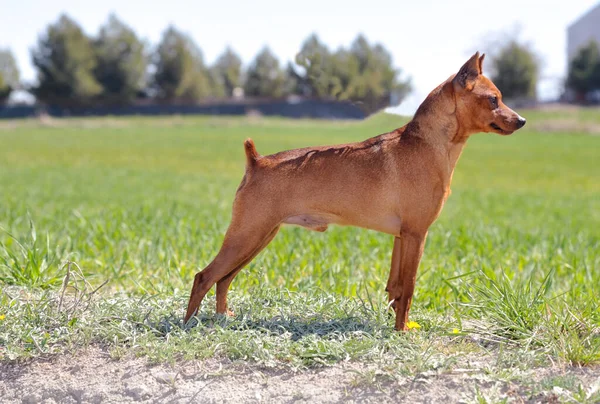 Pinscher Marrón Miniatura Macho Hierba Campo —  Fotos de Stock