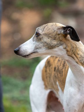 Kırbaç soyundan beyaz ve kahverengi bir köpek taş bir merdivende duruyor..