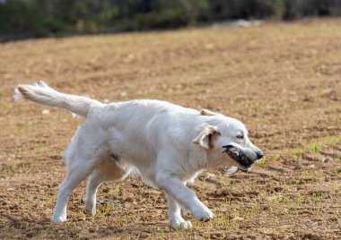 Saf Golden Retriever köpeği ağzında bir av silahıyla sahada koşuyor.