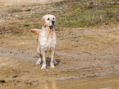 Saf Golden Retriever köpeği gölün yanındaki tarlada parça avlamak için bekliyor.