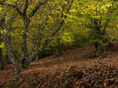 Malaga 'nın Genal Vadisi' ndeki Bakır Ormanı 'nın sonbahar manzarası, kestane ağaçlarının çevreyi bakır, altın ve okher tonlarıyla boyadığı yer. Doğal bir güzellik ortamı. Huzuru, doğayı, kırsal turizmi ve özünü temsil etmek için ideal.