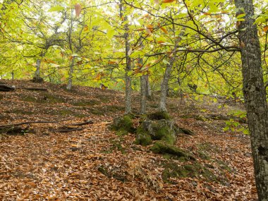 Malaga 'nın Genal Vadisi' ndeki Bakır Ormanı 'nın sonbahar manzarası, kestane ağaçlarının çevreyi bakır, altın ve okher tonlarıyla boyadığı yer. Doğal bir güzellik ortamı. Huzuru, doğayı, kırsal turizmi ve özünü temsil etmek için ideal.