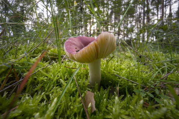 Close-up beeld van paddestoel in bos — Stockfoto