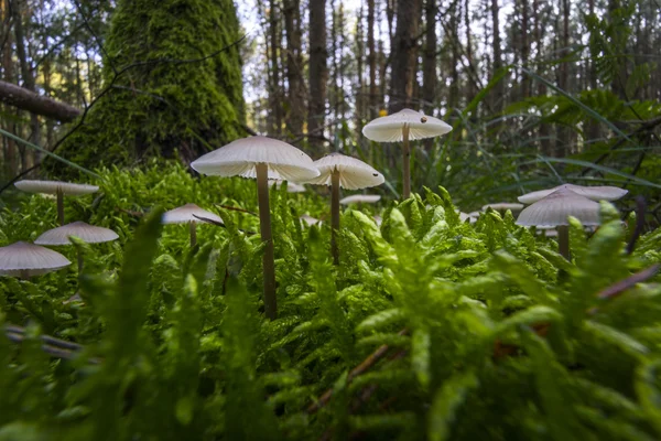 Vista de perto de cogumelo na floresta — Fotografia de Stock