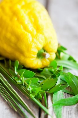 Sukkot sembolleri