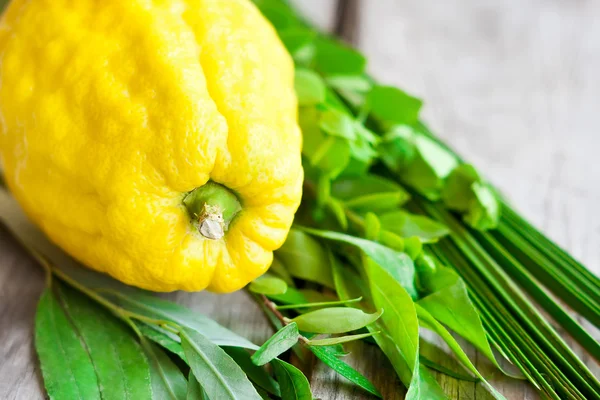 Symbole des Sukkot — Stockfoto