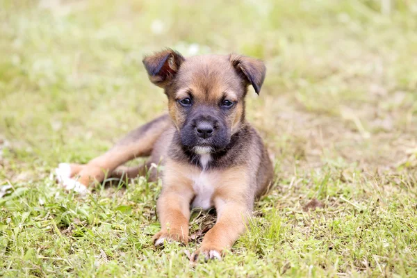 Bruin pup rusten in het gras — Stockfoto