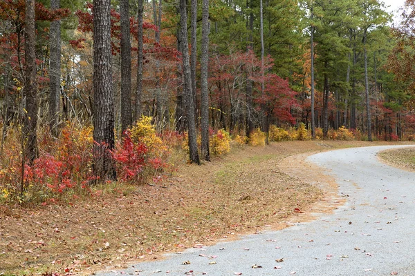 Camino curvilíneo de otoño — Foto de Stock