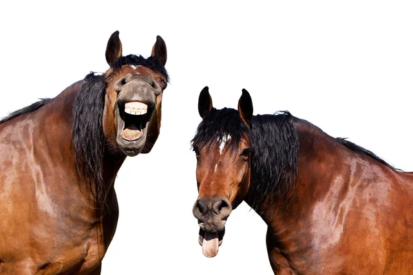 Smějící se koně na izolované bílém pozadí — Stock fotografie