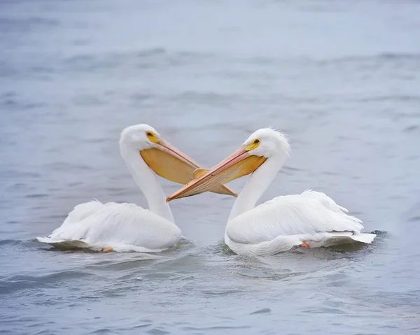 Pelican älskar fåglar — Stockfoto