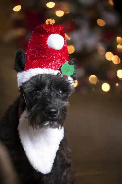 Christmas Schnauzer with elf hat Royalty Free Stock Images