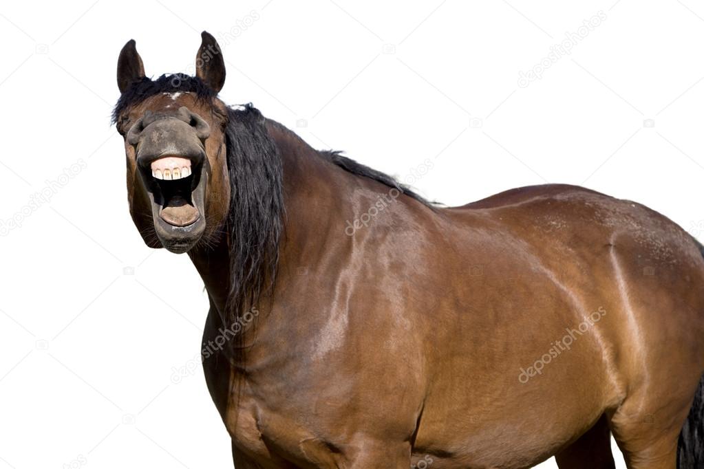 Fotos de Cavalo sorrindo, Imagens de Cavalo sorrindo sem royalties