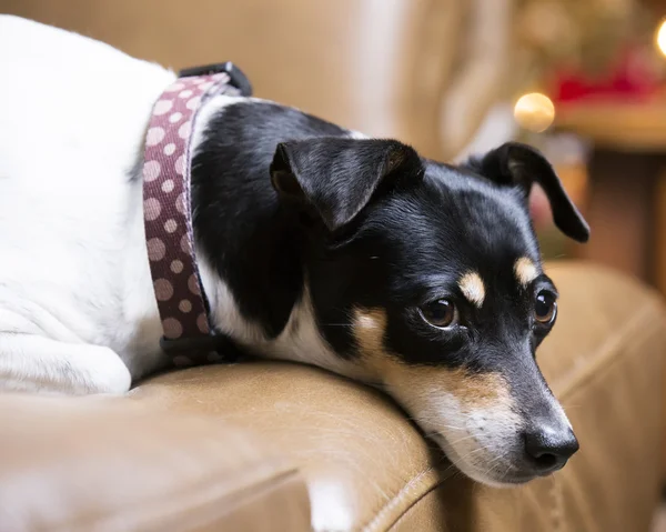 Terrier dog on leather sofa — Stock Photo, Image