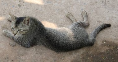 Felis Catus, yolda oturan Hint kedisi. Çok yorgun kedi..