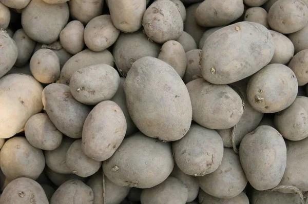 Potato Solanum Tuberosum Mataffären Potatisen Rotväxt Infödd Amerika Stärkande Rotknöl — Stockfoto