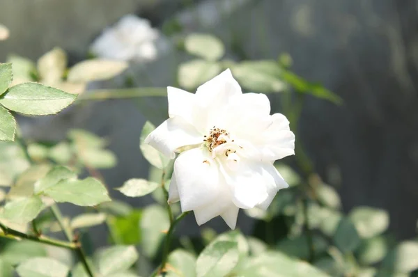 Rose White Colour Freshness Rose Blureed Background — Stock Photo, Image