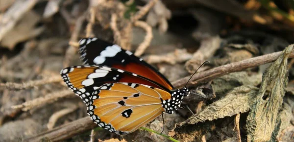 Danaus Chrysippus Papillon Tigre Ordinaire Essayer Voler Avec Une Vue — Photo