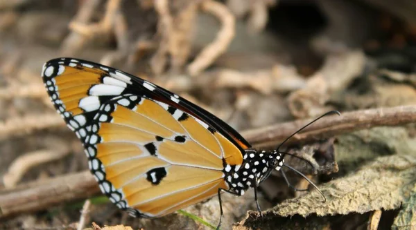 Tigre Uni Papillon Mâle Assis Sur Sol Avec Une Vue — Photo