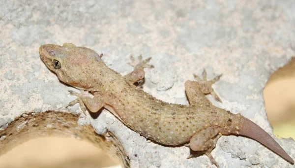 Wspólny Dom Gecko Hemidactylus Frenatus Siedzi Zewnątrz Światło Nieba — Zdjęcie stockowe