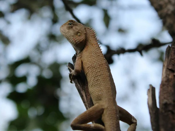 Lézard Jardin Oriental Assis Sur Arbre Avec Fond Bleu Couleur — Photo