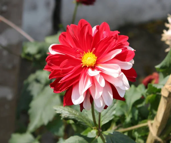 Frescura Dahila Flor Com Fundo Azulado — Fotografia de Stock