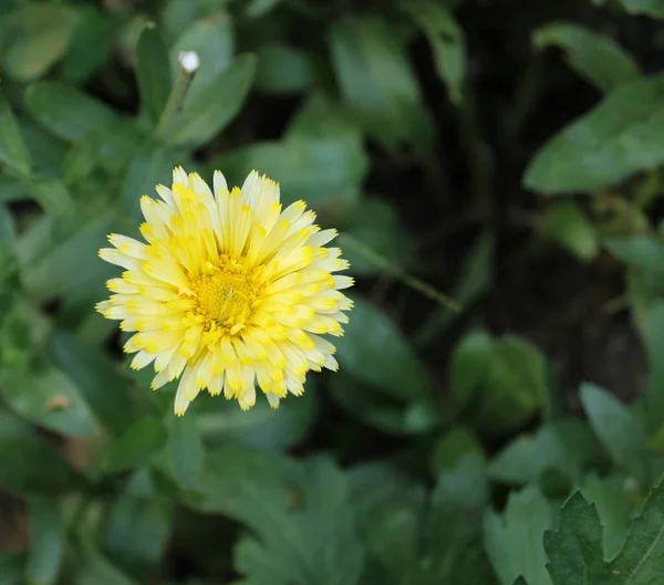 Dahlia Cor Amarela Flor Dália Fresca Com Fundo Azulado — Fotografia de Stock