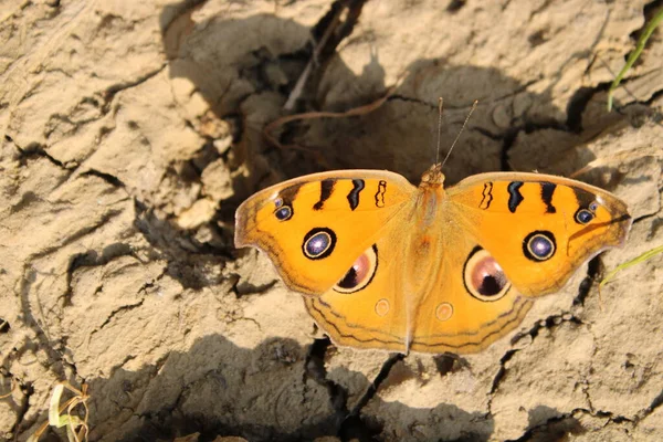 Junonia Almana Peacock Pansy Sitting Ground Красивая Бабочка Утренним Временем — стоковое фото