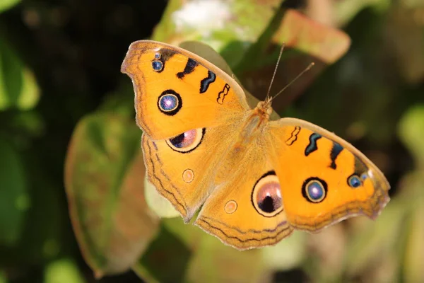 Paon Pansy Assis Sur Feuille — Photo