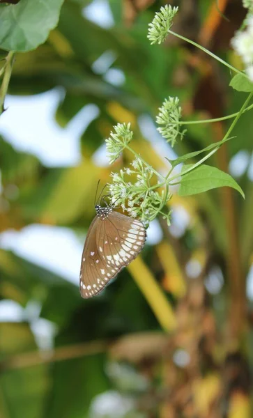 Papillon Corbeau Australien Assis Sur Fleur Avec Fond Bleu Vue — Photo