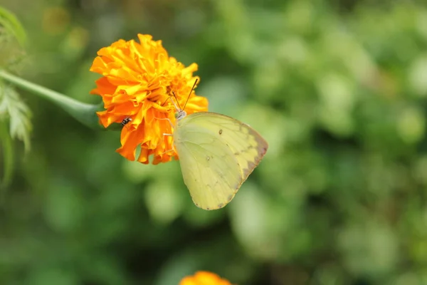 Papillon Émigré Citron Assis Sur Souci Avec Fond Bleu — Photo