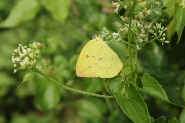 Catopsilia Pomona Mariposa Sentada Pequeña Flor Color Blanco Con Fondo — Foto de Stock