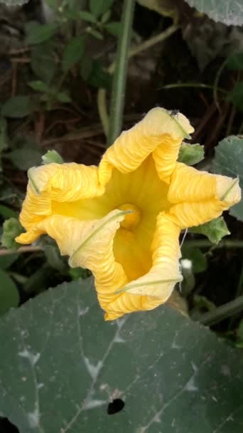 Cucurbita Fleur Citrouille Sur Sol Cucurbita Est Genre Vignes Herbacées — Video