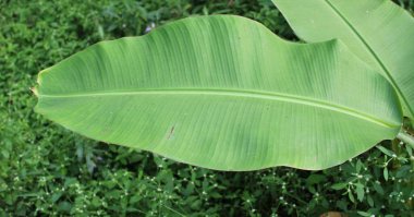 fresh banana leaf with green background. clipart