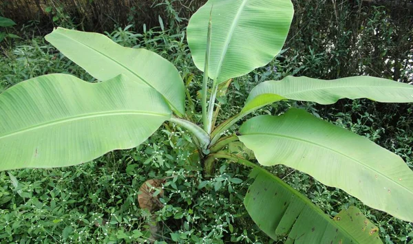 banana tree with many banana leaf on the ground. small banana tree and many fresh leaf.