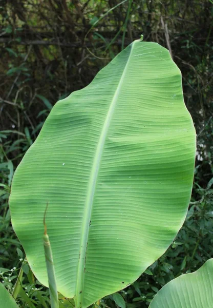 Musa Fresh Banana Leaf Hanging Tree Blureed Background Εικόνα Αρχείου